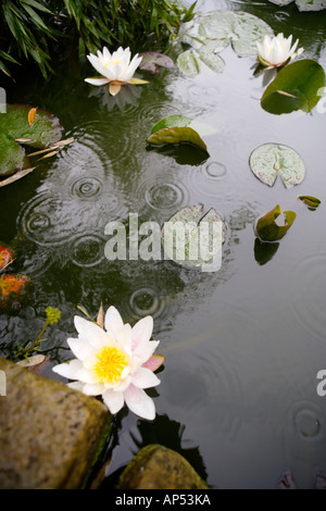 Gartenteich mit Lilien und Seerosen im Regen Stockfoto