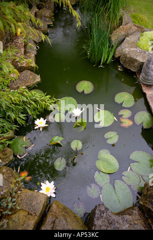 Gartenteich mit Lilien und Seerosen im Regen Stockfoto