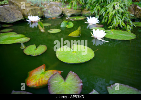 Gartenteich mit Lilien und Seerosen im Regen Stockfoto