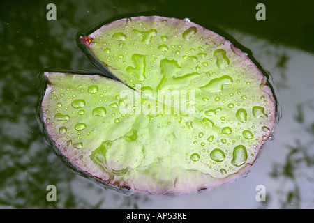 Einzelne Seerosenblatt im Regen, Garten-Teich Stockfoto