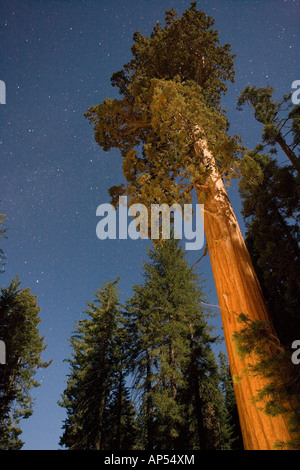 Gigantischen Sequoia Bäumen (Sequoiadendron Giganteum) im Sequoia National Park, Sierra Nevada, Kalifornien, USA Stockfoto
