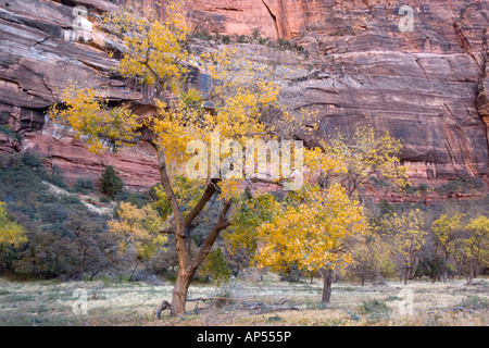 Cottonwood oder Pappel im Herbst Populus Fremontii Zion National Park in Utah USA Stockfoto