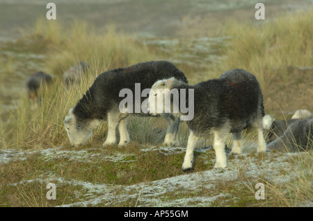 Herdwick Schafe am Ainsdale Sand Dunes National Nature Reserve Lancashire Stockfoto