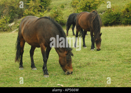 Dartmoor Ponys Weiden auf Barton Hills National Nature Reserve Bedfordshire, England Stockfoto