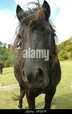 Dartmoor Ponys Weiden auf Barton Hills National Nature Reserve Bedfordshire, England Stockfoto