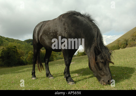 Dartmoor Ponys Weiden auf Barton Hills National Nature Reserve Bedfordshire, England Stockfoto