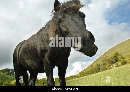 Dartmoor Ponys Weiden auf Barton Hills National Nature Reserve Bedfordshire, England Stockfoto