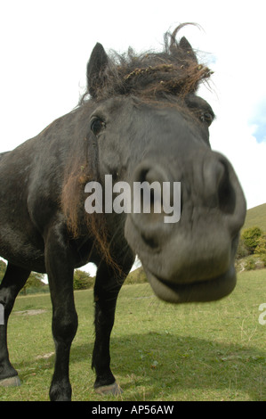 Dartmoor Ponys Weiden auf Barton Hills National Nature Reserve Bedfordshire, England Stockfoto