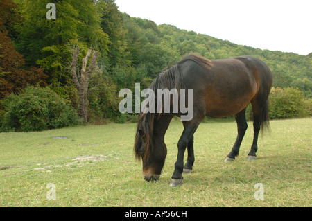 Dartmoor Ponys Weiden auf Barton Hills National Nature Reserve Bedfordshire, England Stockfoto