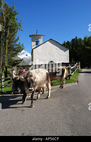 Kühe vor Kapelle im Val Fex, Engadin, Schweiz Stockfoto