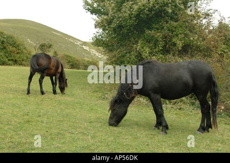 Dartmoor Ponys Weiden auf Barton Hills National Nature Reserve Bedfordshire, England Stockfoto