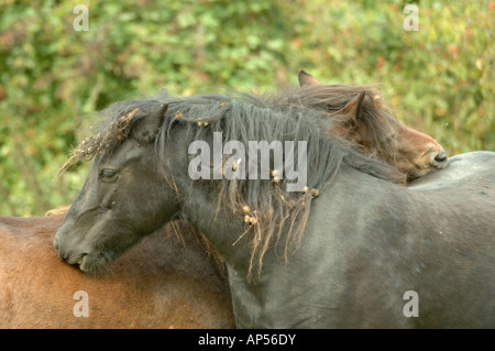 Dartmoor Ponys Weiden auf Barton Hills National Nature Reserve Bedfordshire, England Stockfoto