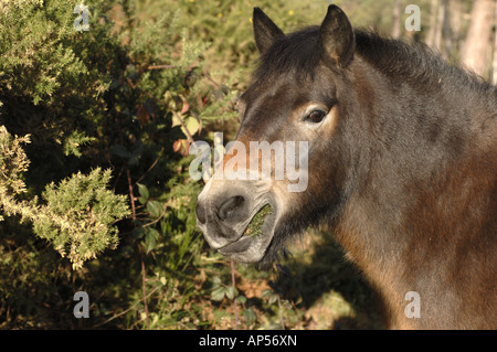 Exmoor Pony Surfen auf Burnham Beeches National Nature Reserve in der Nähe von Slough Buckingham England Stockfoto