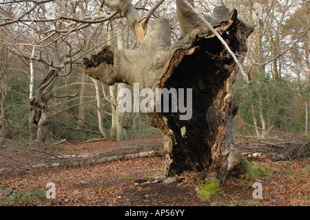 Alter Baum im Burnham Beeches National Nature Reserve in der Nähe von Slough Buckingham England Stockfoto