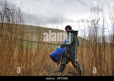 Toten Höckerschwäne in Säcken mit H5N1 Grippe-Virus an Abbotsbury Swannery Dorset in England vermutet Stockfoto