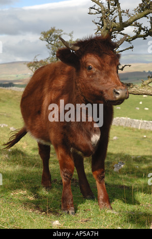 Kurze Hornvieh Weiden auf Ingleborough National Nature Reserve North Yorkshire England Stockfoto