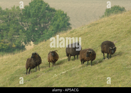 Hebridean Schafbeweidung klopfen Hacke National Nature Reserve Bedfordshire, England Stockfoto