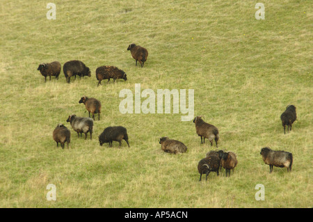 Hebridean Schafbeweidung klopfen Hacke National Nature Reserve Bedfordshire, England Stockfoto