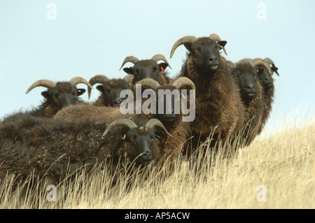 Hebridean Schafbeweidung klopfen Hacke National Nature Reserve Bedfordshire, England Stockfoto