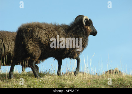 Hebridean Schafbeweidung klopfen Hacke National Nature Reserve Bedfordshire, England Stockfoto