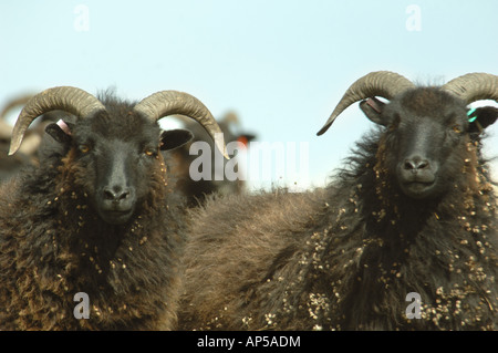 Hebridean Schafbeweidung klopfen Hacke National Nature Reserve Bedfordshire, England Stockfoto