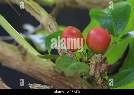 Kaffee Beeren, Coffea Arabica. Stockfoto