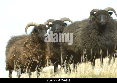 Hebridean Schafbeweidung klopfen Hacke National Nature Reserve Bedfordshire, England Stockfoto