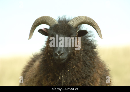 Hebridean Schafbeweidung klopfen Hacke National Nature Reserve Bedfordshire, England Stockfoto