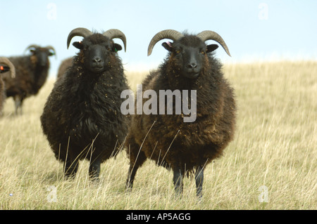 Hebridean Schafbeweidung klopfen Hacke National Nature Reserve Bedfordshire, England Stockfoto