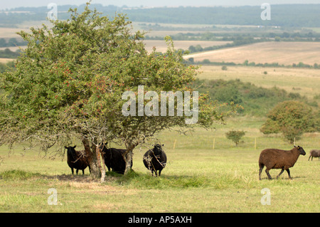 Welsh Black Sheep an Martin, National Nature Reserve Hampshire in England Stockfoto