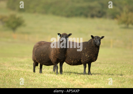 Welsh Black Sheep an Martin, National Nature Reserve Hampshire in England Stockfoto