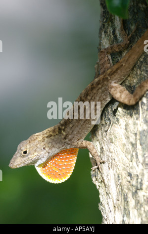 Kubanischer brauner Anole (Anolis sagrei sagrei) Blinkende Kehle Fan im Garten Sträucher Wellington Florida USA Stockfoto