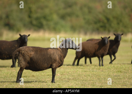 Welsh Black Sheep an Martin, National Nature Reserve Hampshire in England Stockfoto