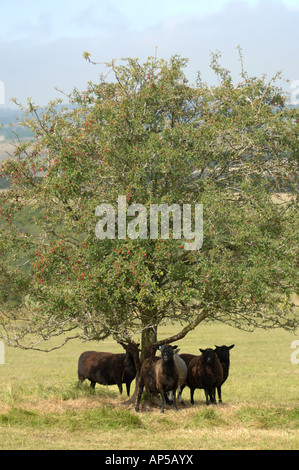 Welsh Black Sheep an Martin, National Nature Reserve Hampshire in England Stockfoto