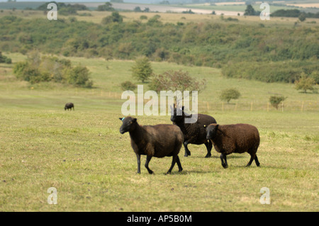 Welsh Black Sheep an Martin, National Nature Reserve Hampshire in England Stockfoto