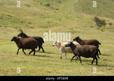 Welsh Black Sheep an Martin, National Nature Reserve Hampshire in England Stockfoto