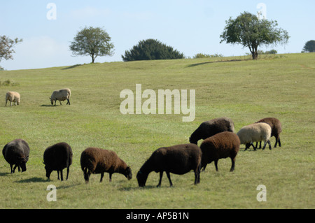 Welsh Black Sheep an Martin, National Nature Reserve Hampshire in England Stockfoto