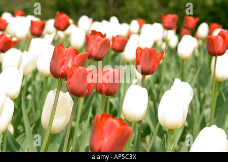 rote und weiße Tulpen Stockfoto
