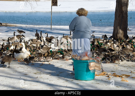 eine Frau, die Fütterung altbackenes Brot, Gänse und Enten im Winter teilweise gefrorenen Teich im Stadtpark Stockfoto