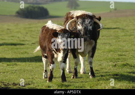 Longhorn-Rinder am Pfarrhaus sich National Nature Reserve Wiltshire England Stockfoto