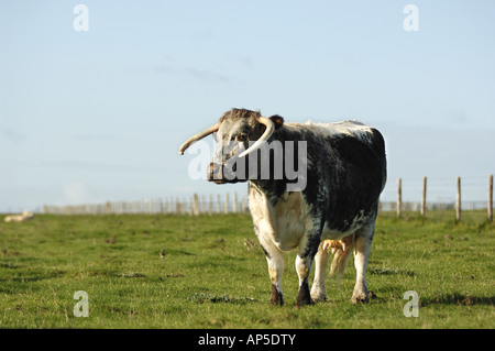 Longhorn-Rinder am Pfarrhaus sich National Nature Reserve Wiltshire England Stockfoto