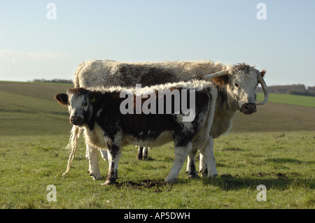 Longhorn-Rinder am Pfarrhaus sich National Nature Reserve Wiltshire England Stockfoto