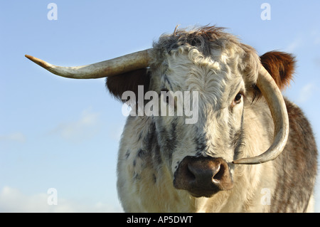 Longhorn-Rinder am Pfarrhaus sich National Nature Reserve Wiltshire England Stockfoto