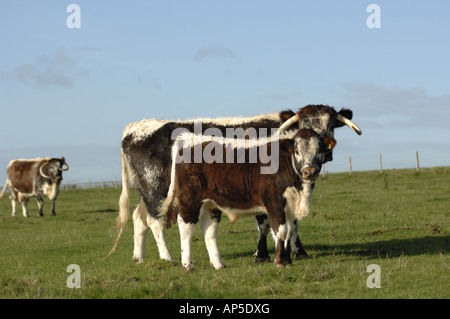 Longhorn-Rinder am Pfarrhaus sich National Nature Reserve Wiltshire England Stockfoto