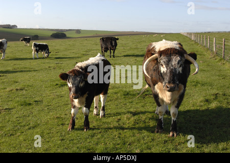 Longhorn-Rinder am Pfarrhaus sich National Nature Reserve Wiltshire England Stockfoto