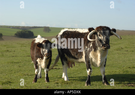 Longhorn-Rinder am Pfarrhaus sich National Nature Reserve Wiltshire England Stockfoto