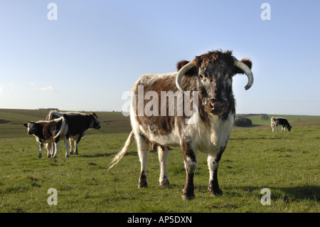 Longhorn-Rinder am Pfarrhaus sich National Nature Reserve Wiltshire England Stockfoto