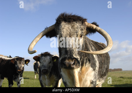 Longhorn-Rinder am Pfarrhaus sich National Nature Reserve Wiltshire England Stockfoto