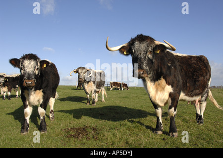 Longhorn-Rinder am Pfarrhaus sich National Nature Reserve Wiltshire England Stockfoto