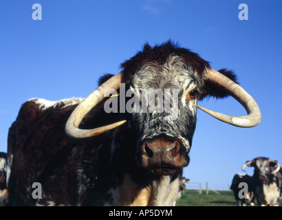 Longhorn-Rinder am Pfarrhaus sich National Nature Reserve Wiltshire England Stockfoto